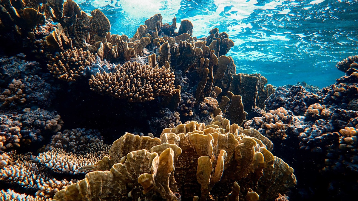 Stunning underwater view of a vibrant coral reef under sunlight, showcasing marine diversity