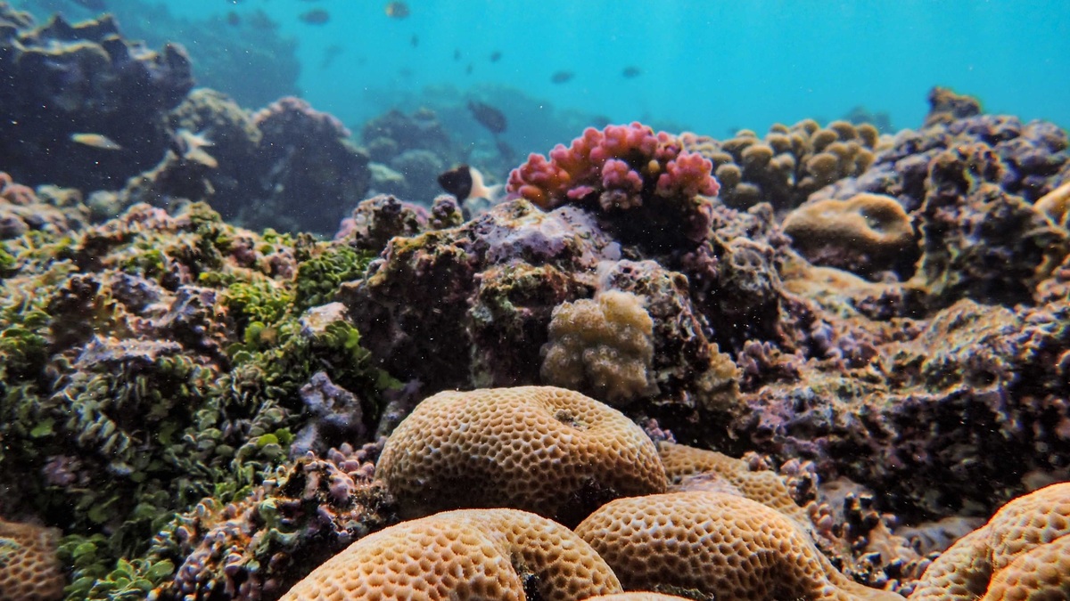 Colorful coral reef with vibrant marine life in an underwater ecosystem