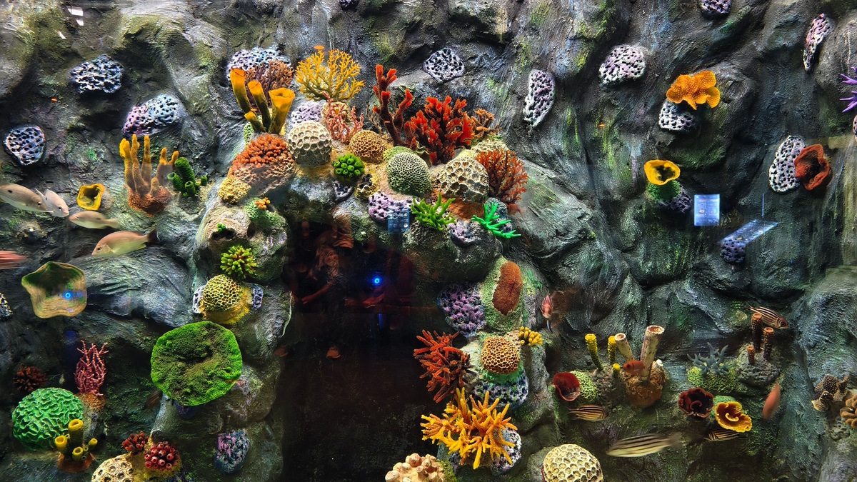 Colorful coral reef with diverse marine life in an aquarium setting