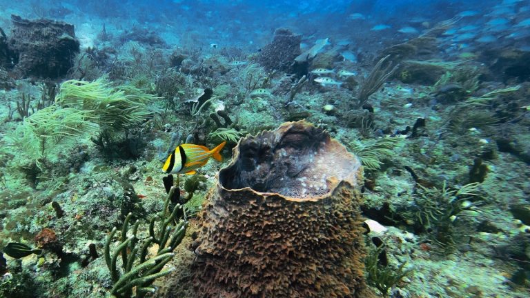 A lively underwater scene showcasing a colorful coral reef habitat filled with diverse marine life