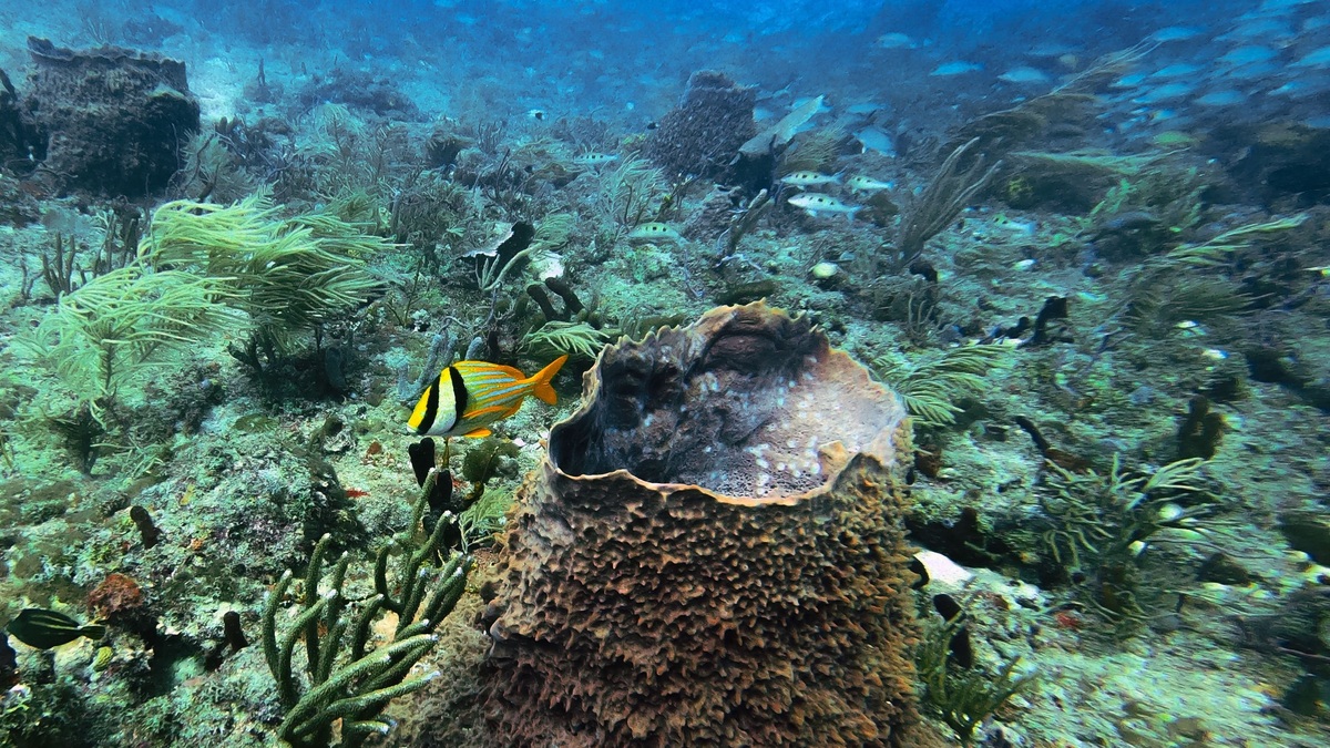A lively underwater scene showcasing a colorful coral reef habitat filled with diverse marine life