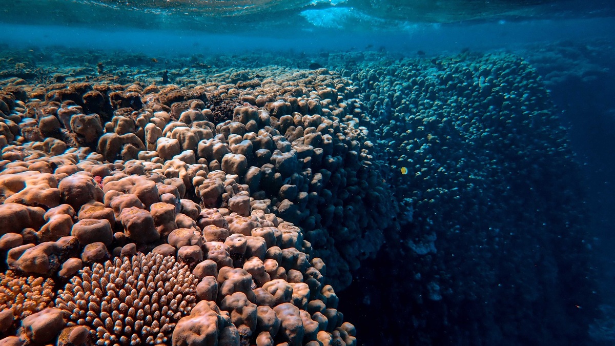 Beautiful underwater view of a vibrant coral reef teeming with marine life