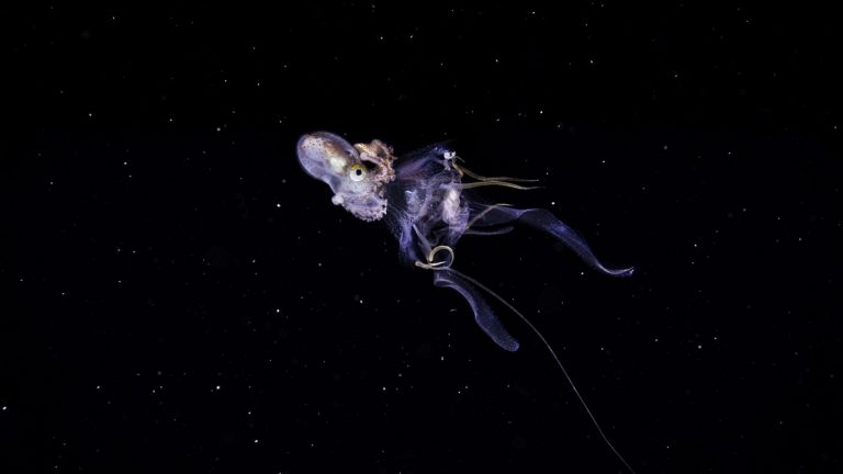 A captivating octopus floats in the mysterious dark ocean, showcasing graceful movement and marine beauty