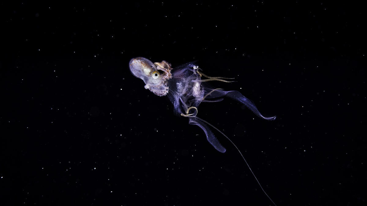 A captivating octopus floats in the mysterious dark ocean, showcasing graceful movement and marine beauty