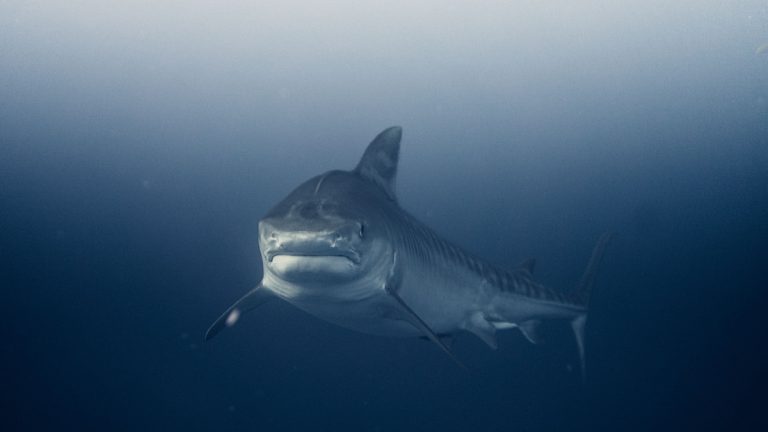 A stunning underwater capture of a great white shark swimming in the deep blue sea