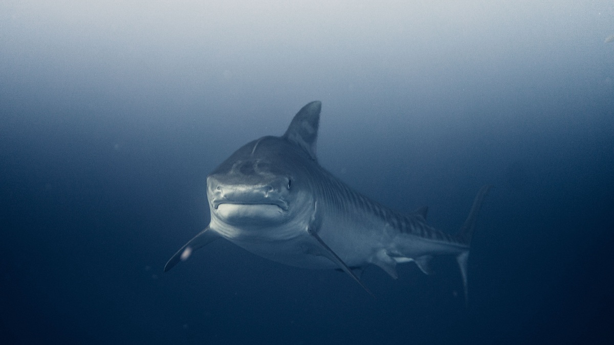 A stunning underwater capture of a great white shark swimming in the deep blue sea