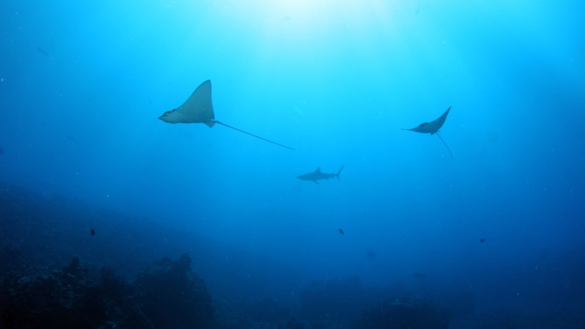 Deep_seafloor_at_the_continental_rise