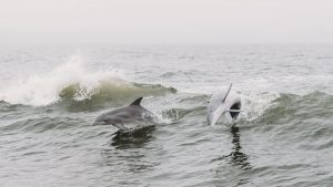 Playful dolphins leap through ocean waves at Orange Beach, Alabama