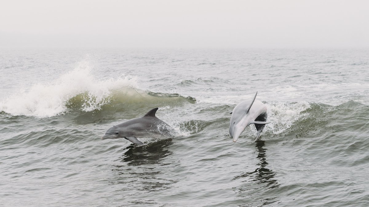 Playful dolphins leap through ocean waves at Orange Beach, Alabama