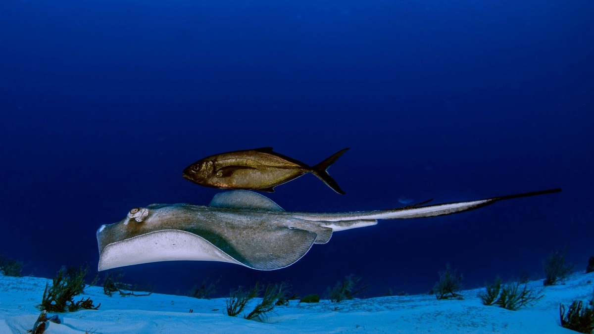 Fish_above_the_benthic_seafloor