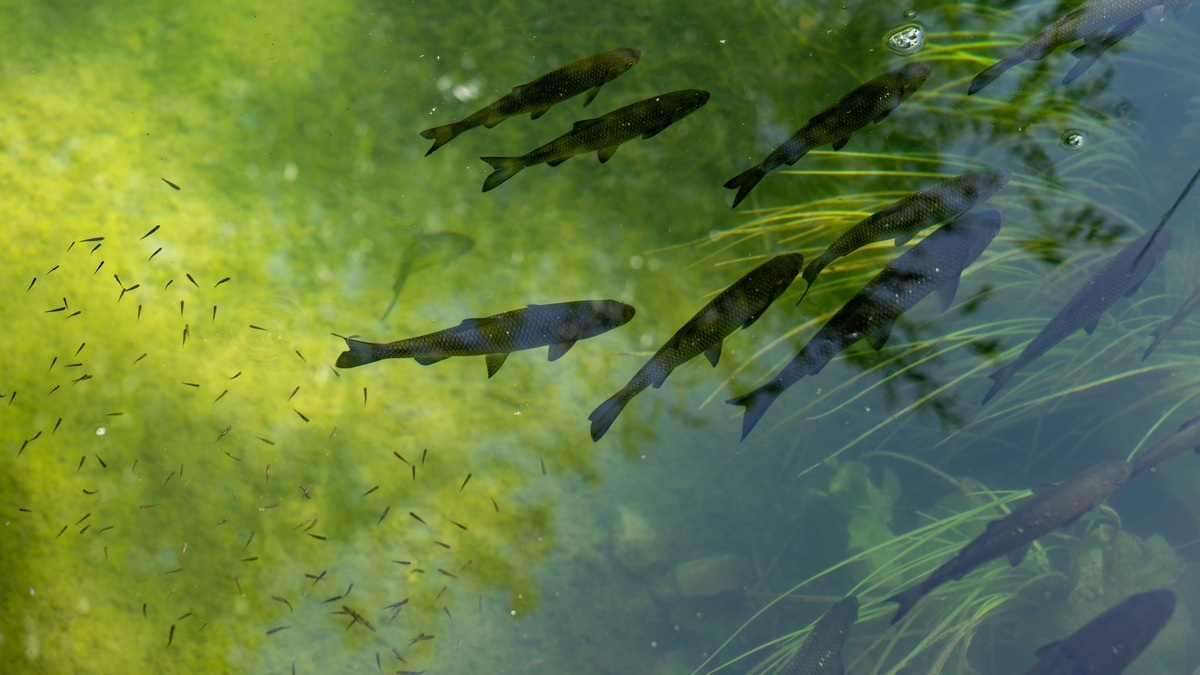 Fish_and_fry_in_a_clear_pond