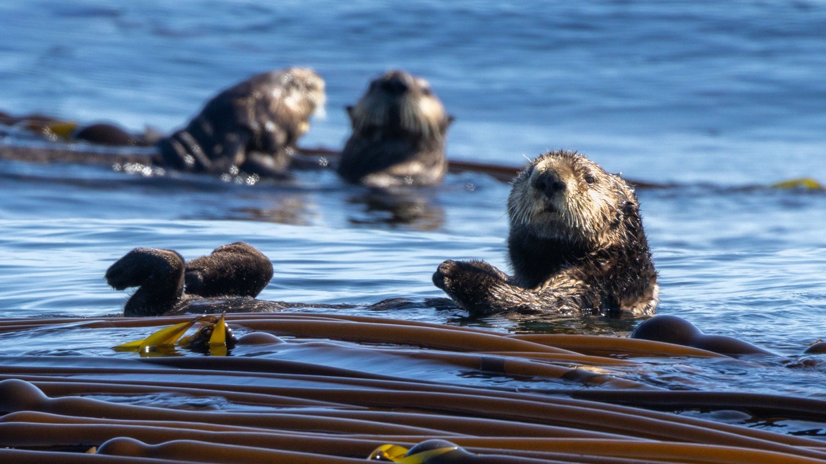 Explore the beauty of Tofino with playful sea otters floating in a sunlit kelp forest