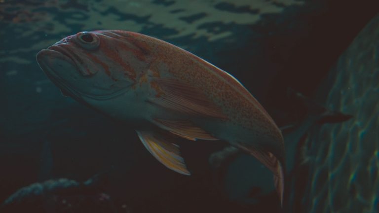 Fish_in_the_dark_midnight_ocean