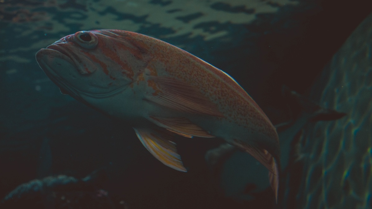Fish_in_the_dark_midnight_ocean