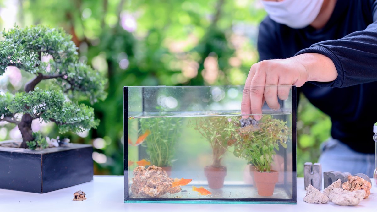 Lock down and Self-quarantine with new fish and tank decoration. Recreation at green garden during the Corona virus crisis. Stay home for relax and Social distancing