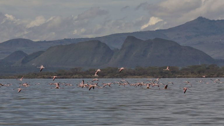 Flamingos_over_a_great_rift_valley_lake