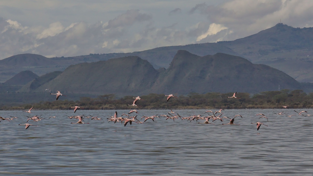 Flamingos_over_a_great_rift_valley_lake