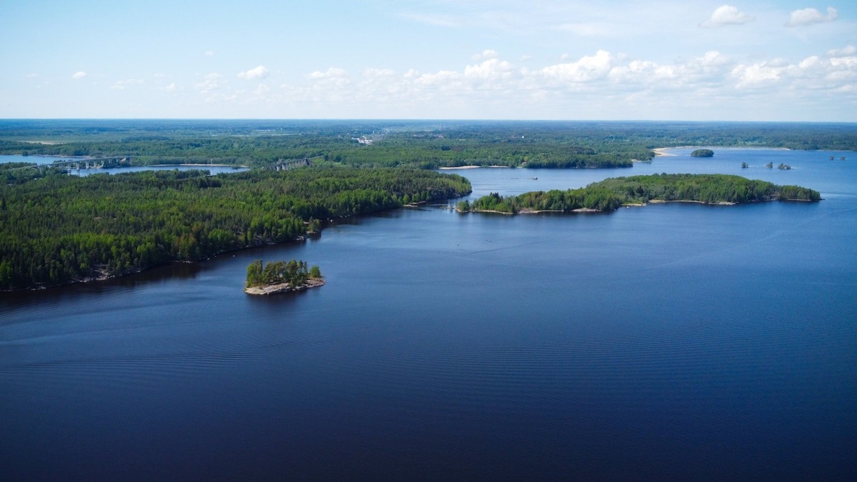 Forested_lake_shoreline_in_northern_minnesota
