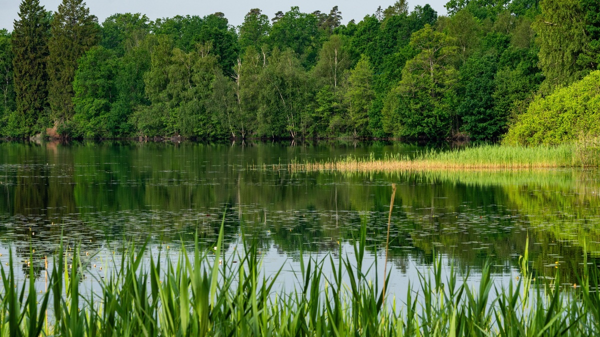 Peaceful landscape of a lake reflecting a green forest and grass in summer