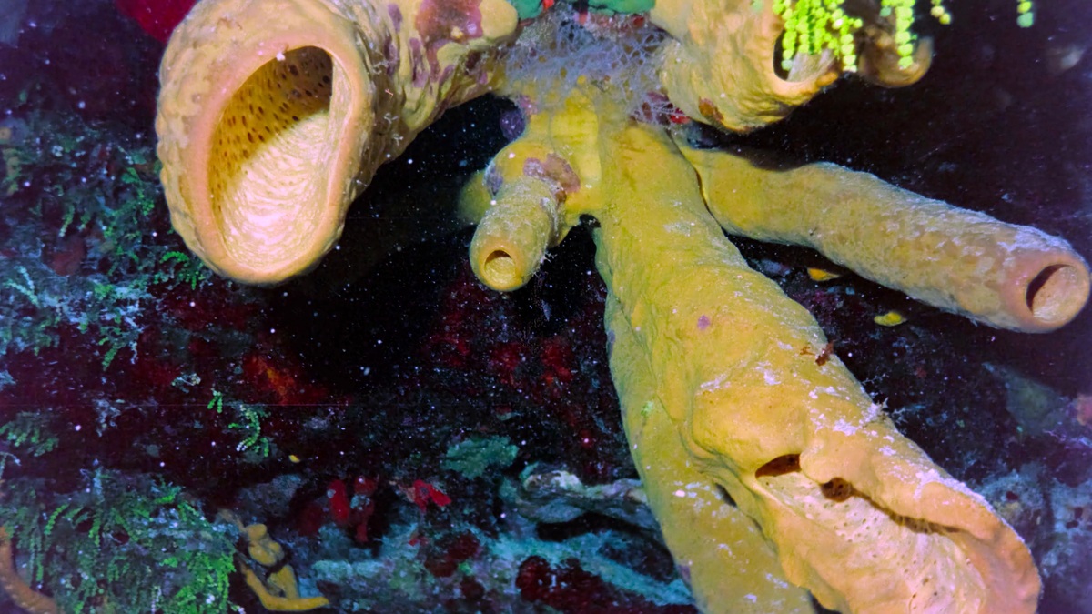 Close-up view of a vibrant yellow sea sponge in the waters of Cozumel, Mexico