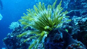Sea fan coral growing on an underwater reef