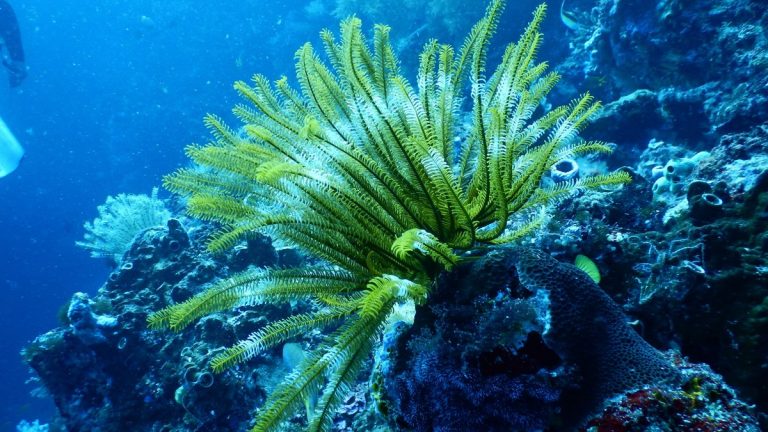 Sea fan coral growing on an underwater reef