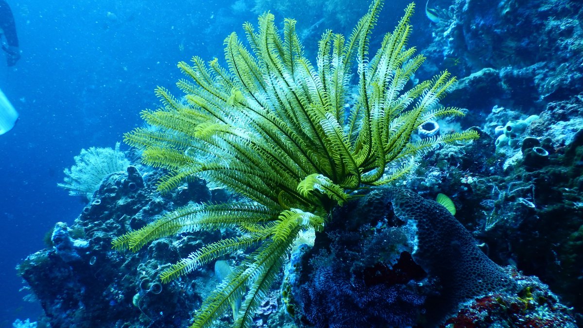 Sea fan coral growing on an underwater reef