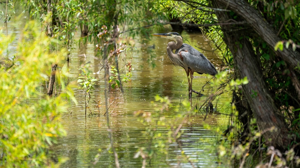 Great_blue_heron_in_freshwater_wetland