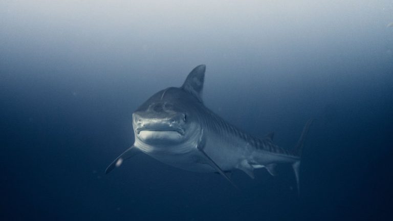 Great white shark swimming underwater