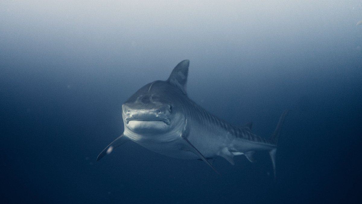 Great white shark swimming underwater