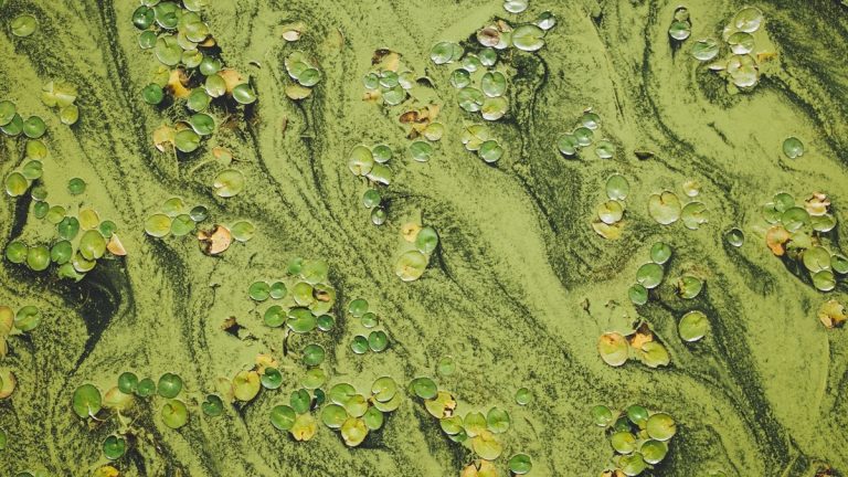 Green_algae_covering_pond_water