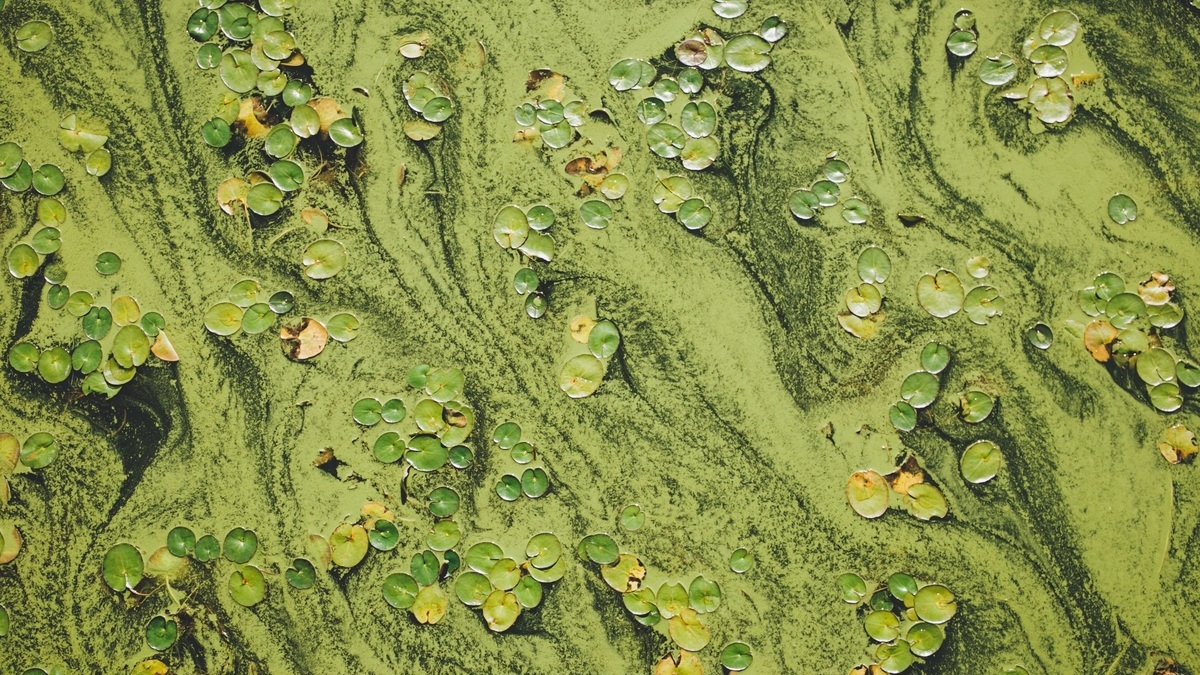 Green_algae_covering_pond_water