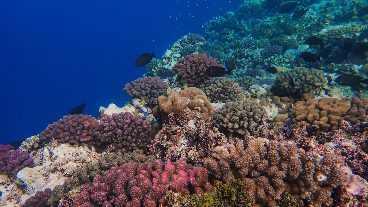 Colorful coral reef teeming with marine life under the clear blue ocean