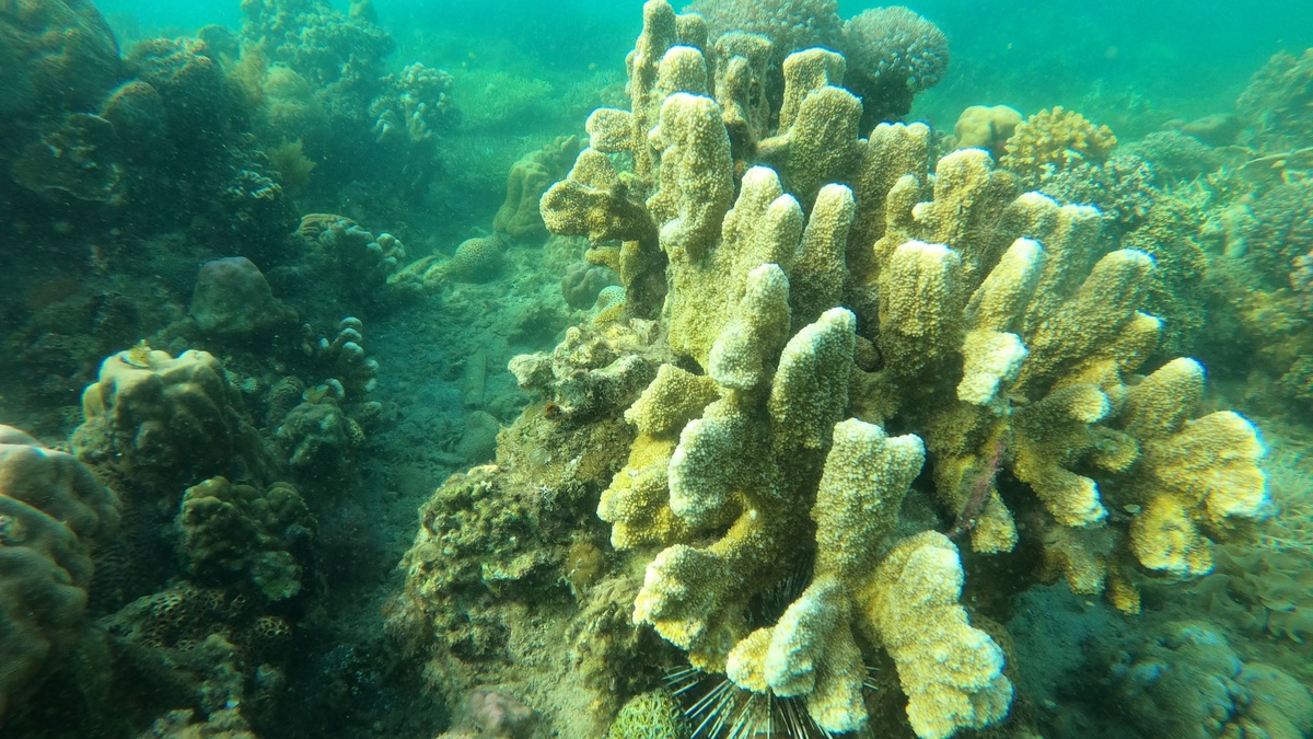 Explore the vibrant coral reef with diverse marine life in a clear underwater scene