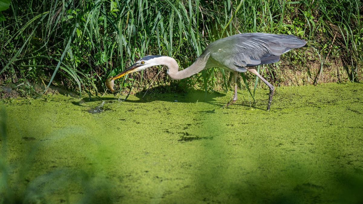A Great Blue Heron catches a fish while wading through a lush, green marsh