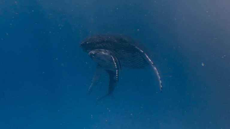 Captivating underwater image of humpback whales swimming gracefully in the ocean