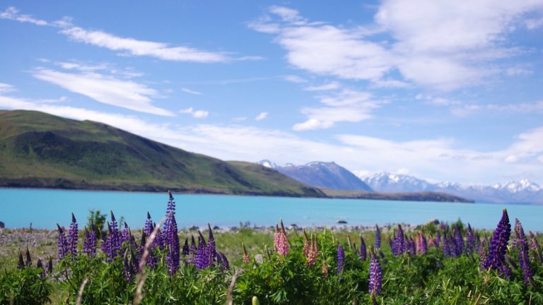 Lake_tekapo_with_lupines_and_southern_alps