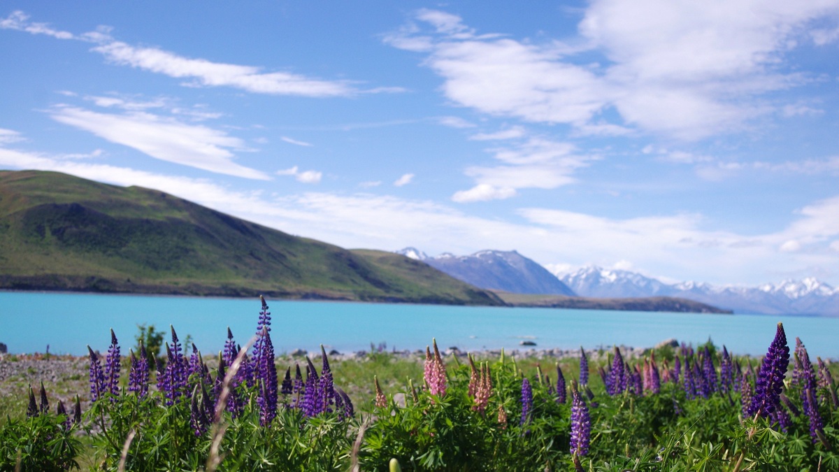 Lake_tekapo_with_lupines_and_southern_alps