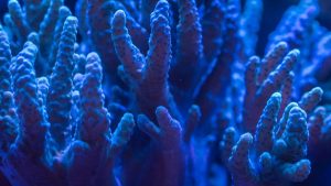 Living_coral_reef_closeup