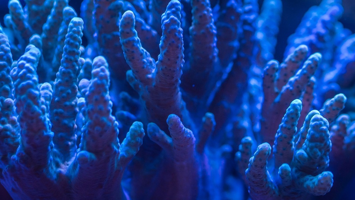 Living_coral_reef_closeup