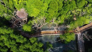Drone shot over a vibrant mangrove forest with a wooden boardwalk and gazebo in Thailand