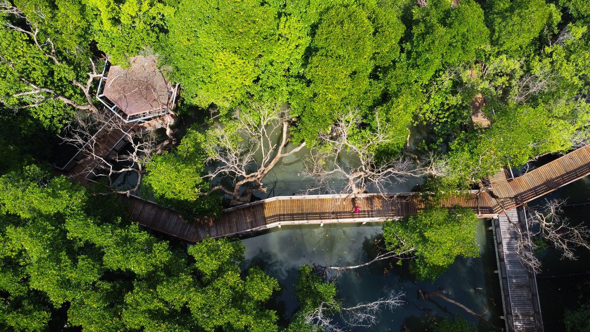 Drone shot over a vibrant mangrove forest with a wooden boardwalk and gazebo in Thailand
