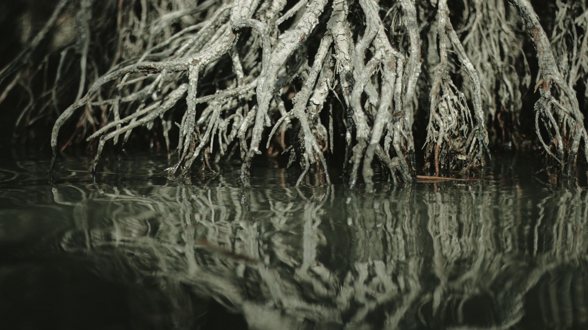 Mangrove_trees_and_roots_beside_coastal_water