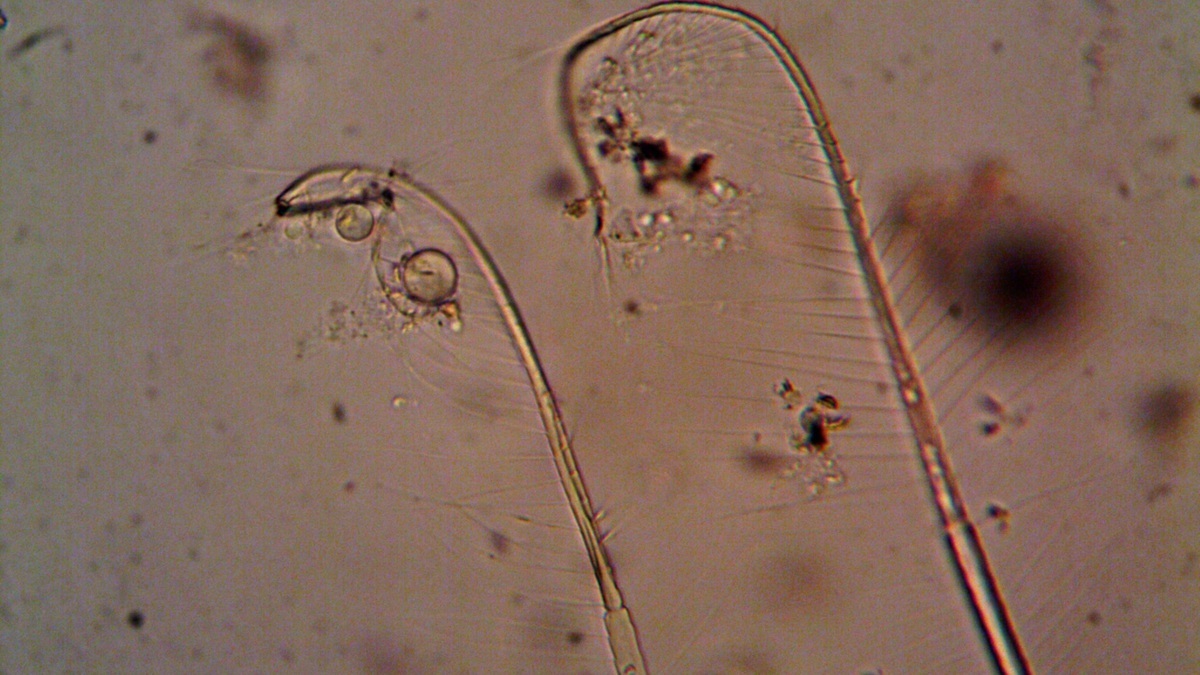 Marine_plankton_seen_under_a_microscope