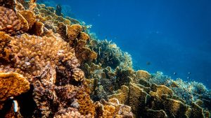 A stunning underwater view of a vibrant coral reef showcasing diverse marine life and colorful corals