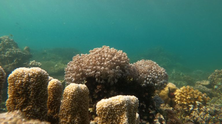 A lively underwater scene showcasing diverse coral formations and marine life at a vibrant coral reef