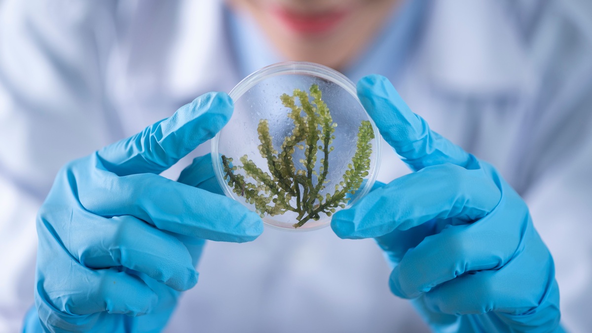 Close-up of a scientist examining algae in a petri dish, highlighting biotechnology research
