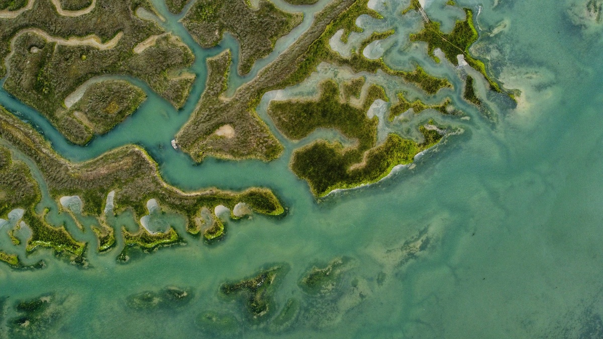 Marsh_channels_across_an_estuary