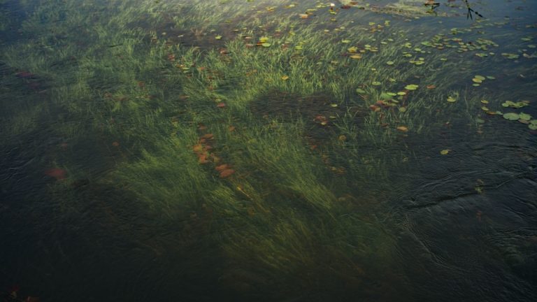 Native_aquatic_plants_beneath_lake_surface