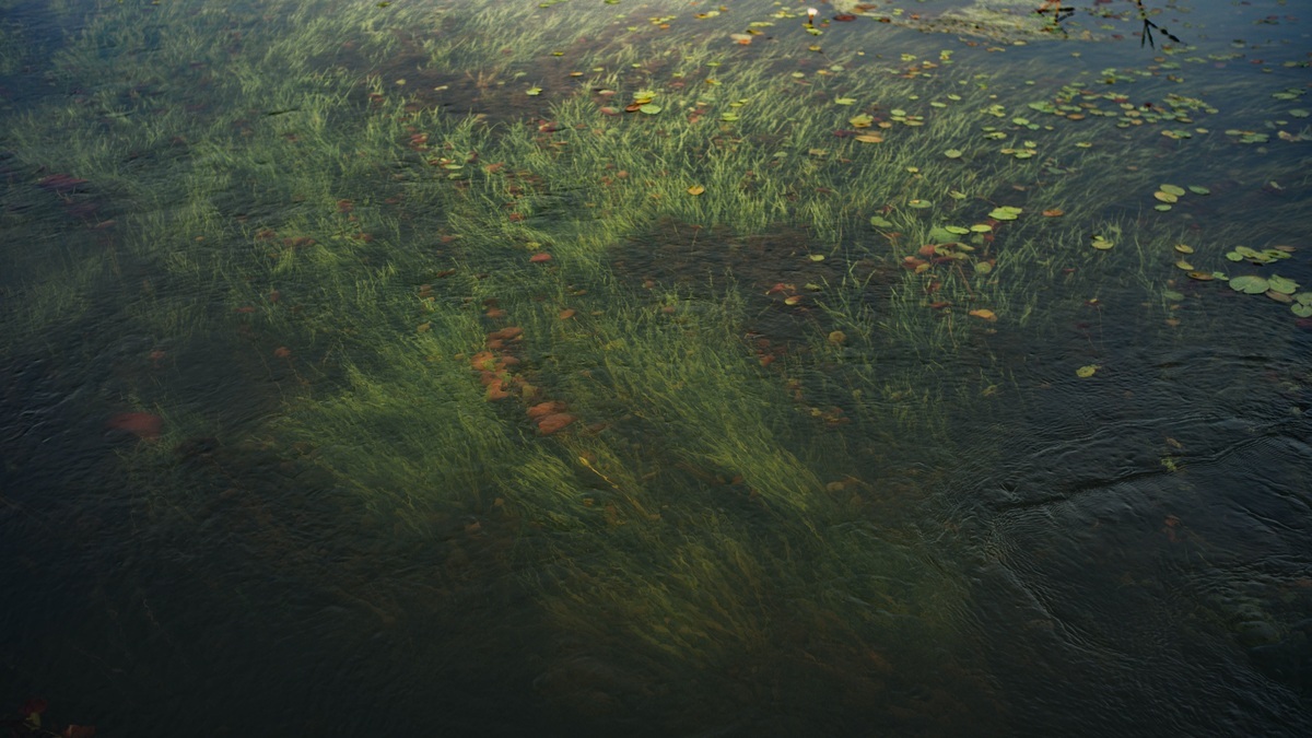 Native_aquatic_plants_beneath_lake_surface